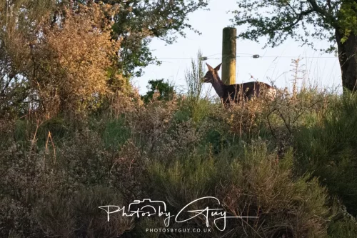 _AP21915-19 April 2026 - Kilchatten and Glencallum Bay - Roe Deer