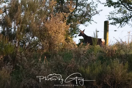 19 April 2026 - Kilchatten and Glencallum Bay - Isle of Bute-red-Roe Deer