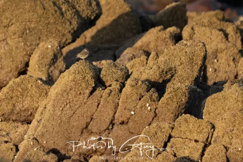 19 April 2026 - Kilchatten and Glencallum Bay - Isle of Bute-red-Rock Pipit
