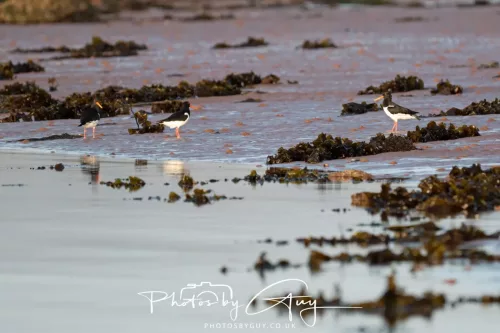 19 April 2026 - Kilchatten and Glencallum Bay - Isle of Bute-red-Oyster catcher