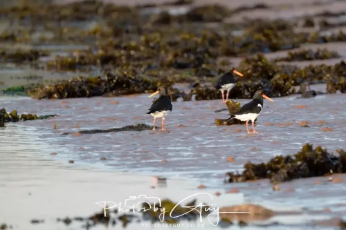 19 April 2026 - Kilchatten and Glencallum Bay - Isle of Bute-red-Oyster catcher