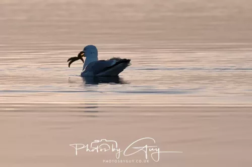 19 April 2026 - Kilchatten and Glencallum Bay - Isle of Bute-BB Gull eating a starfish