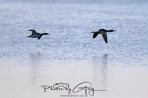 19 April 2026 - Kilchatten and Glencallum Bay - Isle of Bute-red-Breasted Merganser