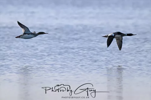 19 April 2026 - Kilchatten and Glencallum Bay - Isle of Bute-red-Breasted Merganser