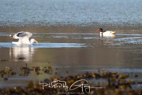 19 April 2026 - Kilchatten and Glencallum Bay - Isle of Bute-``Shellduck