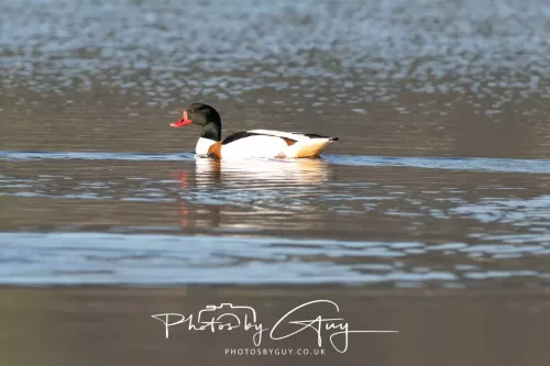 19 April 2026 - Kilchatten and Glencallum Bay - Isle of Bute-Shellduck