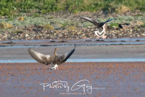 19 April 2026 - Kilchatten and Glencallum Bay - Isle of Bute-Greylag Goose