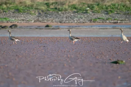 19 April 2026 - Kilchatten and Glencallum Bay - Isle of Bute-Greylag Geese