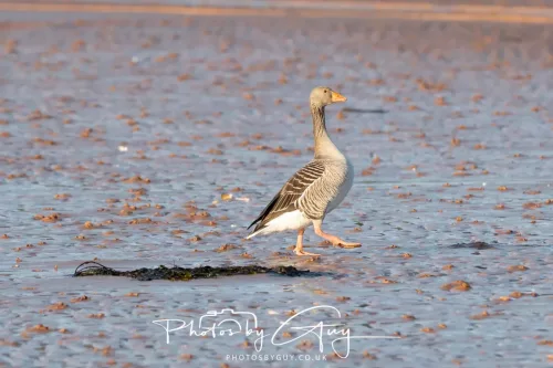 19 April 2026 - Kilchatten and Glencallum Bay - Isle of Bute-Greylag Goose