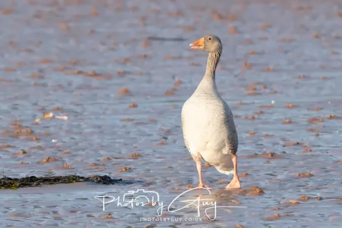 19 April 2026 - Kilchatten and Glencallum Bay - Isle of Bute-Greylag Goose