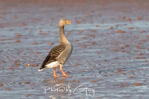 19 April 2026 - Kilchatten and Glencallum Bay - Isle of Bute-Greylag Goose