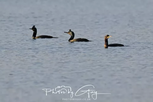 19 April 2026 - Kilchatten and Glencallum Bay - Isle of Bute-Shags