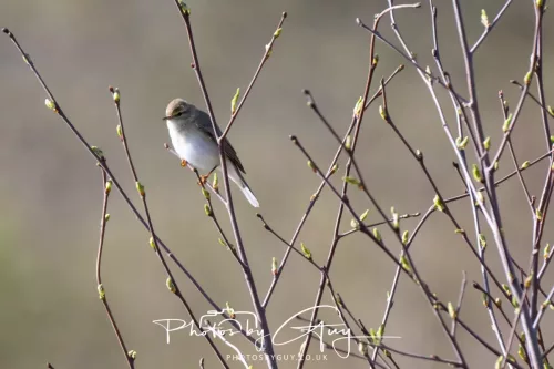 19 April 2026 - Kilchatten and Glencallum Bay - Isle of Bute-Willow Warbler