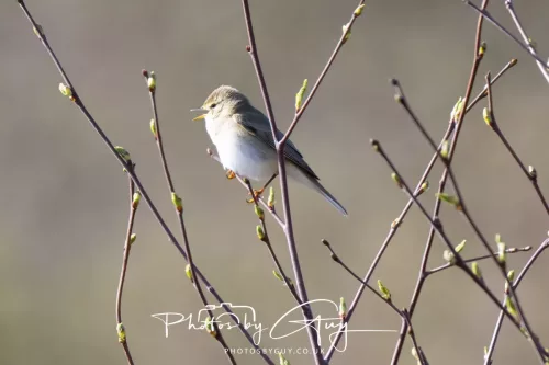 19 April 2026 - Kilchatten and Glencallum Bay - Isle of Bute-Willow Warbler