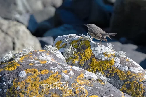 19 April 2026 - Kilchatten and Glencallum Bay - Isle of Bute-Rock Pipit