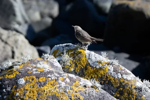 19 April 2026 - Kilchatten and Glencallum Bay - Isle of Bute-rock Pippet