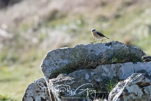 19 April 2026 - Kilchatten and Glencallum Bay - Isle of Bute-Wheatear