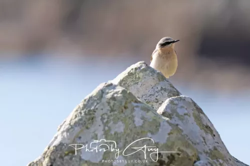 19 April 2026 - Kilchatten and Glencallum Bay - Isle of Bute-Wheatear
