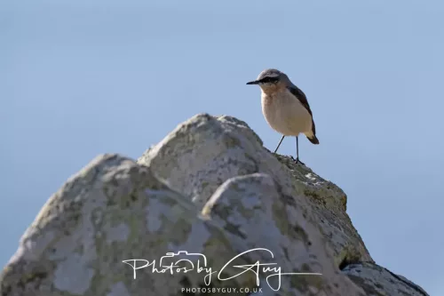 19 April 2026 - Kilchatten and Glencallum Bay - Isle of Bute-Wheatear
