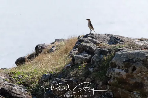 19 April 2026 - Kilchatten and Glencallum Bay - Isle of Bute-Wheatear