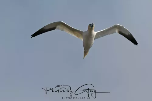 19 April 2026 - Kilchatten and Glencallum Bay - Isle of Bute-Gannet