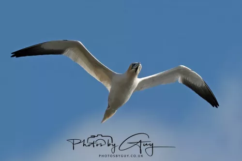 19 April 2026 - Kilchatten and Glencallum Bay - Isle of Bute-`Gannet