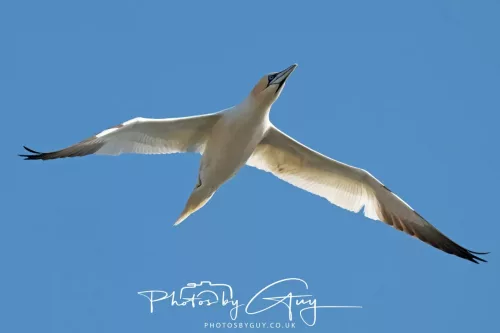 19 April 2026 - Kilchatten and Glencallum Bay - Isle of Bute-Gannet