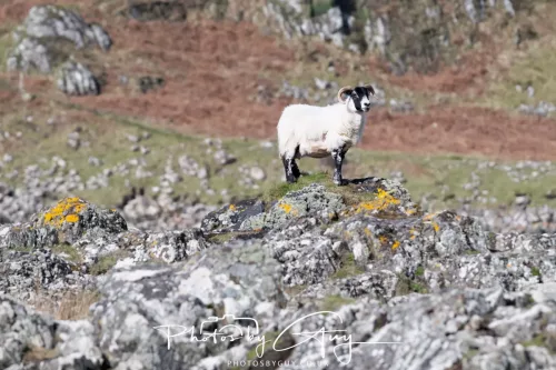 19 April 2026 - Kilchatten and Glencallum Bay - Isle of Bute-Sheep