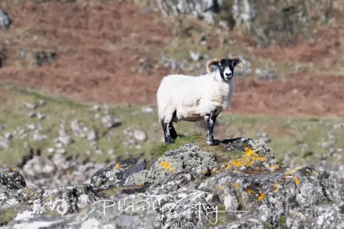 19 April 2026 - Kilchatten and Glencallum Bay - Isle of Bute-Sheep