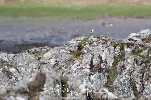 19 April 2026 - Kilchatten and Glencallum Bay - Isle of Bute-Wheatear