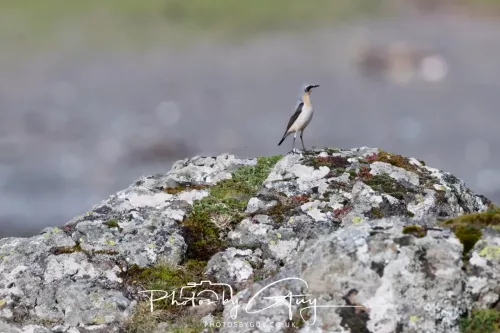 19 April 2026 - Kilchatten and Glencallum Bay - Isle of Bute-Wheatear