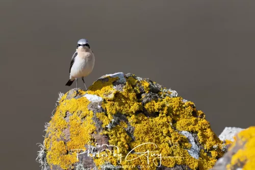 19 April 2026 - Isle of Bute, Skalpsie Bay - Wheatear