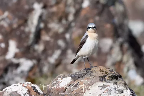 19 April 2026 - Kilchatten and Glencallum Bay - Isle of Bute-Wheatear