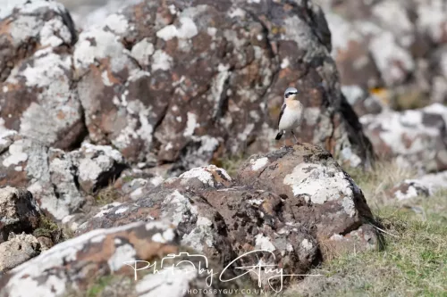 19 April 2026 - Kilchatten and Glencallum Bay - Isle of Bute-Wheatear