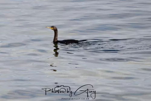 19 April 2026 - Kilchatten and Glencallum Bay - Isle of Bute-Shag