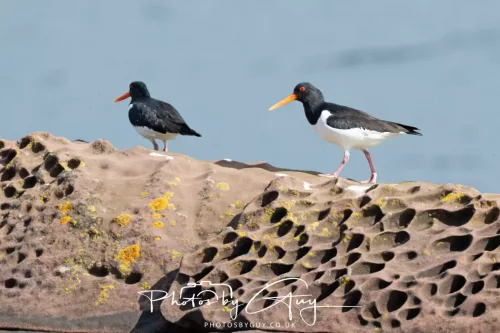 19 April 2026 - Isle of Bute, Skalpsie Bay - Oyster Catcher