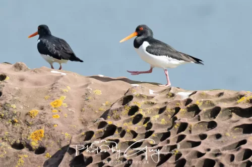 19 April 2026 - Isle of Bute, Skalpsie Bay - Oyster catcher