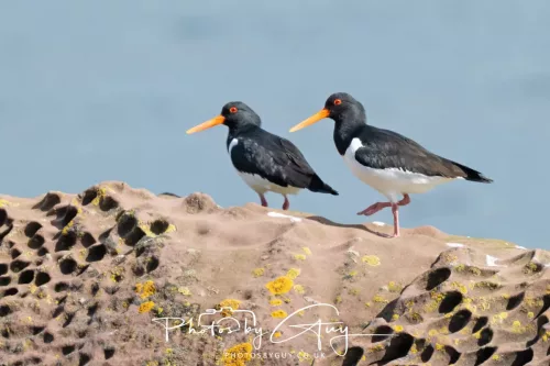 19 April 2026 - Isle of Bute, Skalpsie Bay -Oyster Catchers