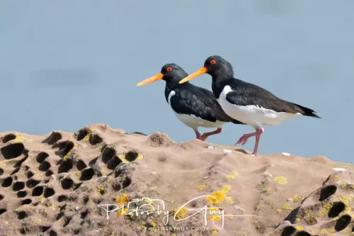 19 April 2026 - Isle of Bute, Skalpsie Bay - Oyster Catchers