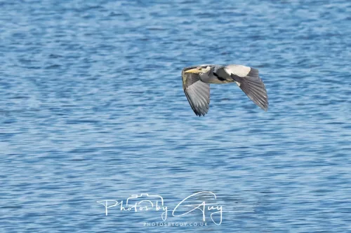 19 April 2026 - Isle of Bute, Skalpsie Bay - Grey Heron