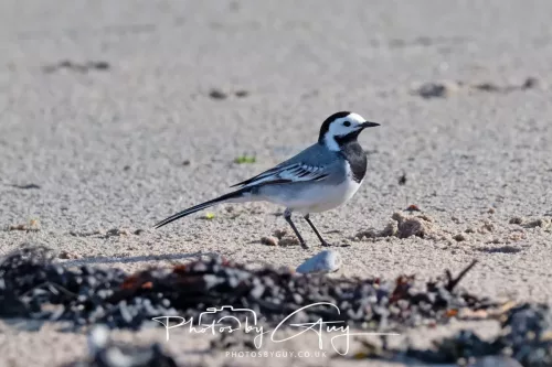 19 April 2026 - Isle of Bute, Skalpsie Bay white Wagtail