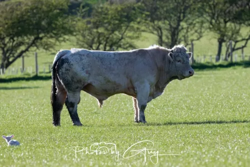 19 April 2026 - Isle of Bute, Skalpsie Bay - Bull
