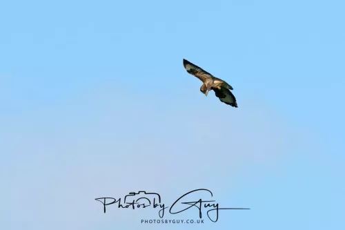 19 April 2026 - Isle of Bute, Skalpsie Bay - Buzzard 