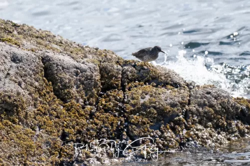 20 April 2026 - Isle of Bute, Kilchatten, St Blanes and back. - Purple Sandpipers