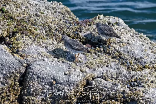 20 April 2026 - Isle of Bute, Kilchatten, St Blanes and back. - Purple Sandpipers