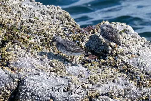 20 April 2026 - Isle of Bute, Kilchatten, St Blanes and back. - Purple Sandpipers