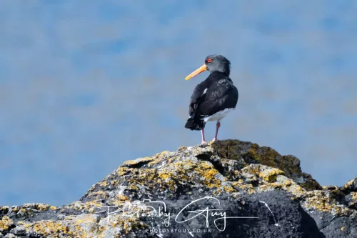 20 April 2026 - Isle of Bute, Kilchatten, St Blanes and back. - Oyster Catchers