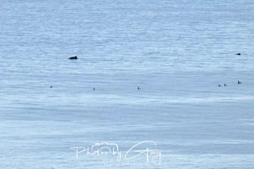 20 April 2026 - Isle of Bute, Kilchatten, St Blanes and back. - Distant Dolphons