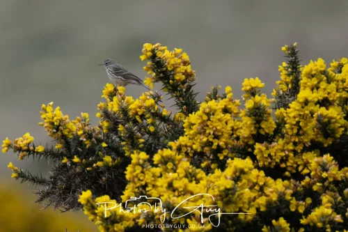 20 April 2026 - Isle of Bute, Kilchatten, St Blanes and back. - Rock Pippit