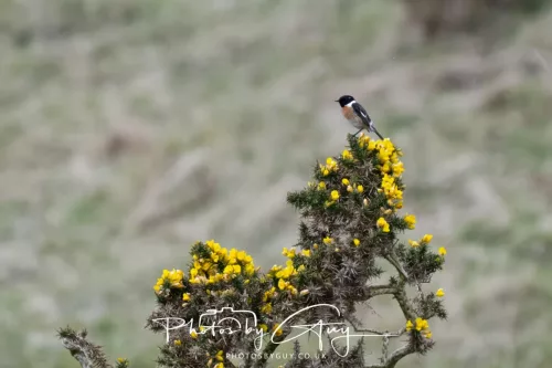 20 April 2026 - Isle of Bute, Kilchatten, St Blanes and back. - Stonechat